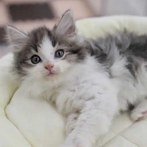 ノルウェージャンフォレストキャット