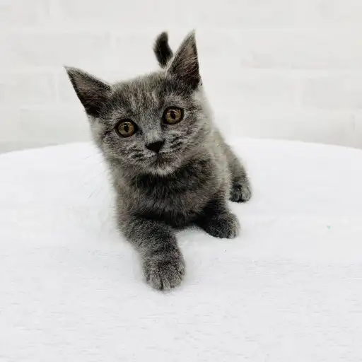 ブリティッシュショートヘア