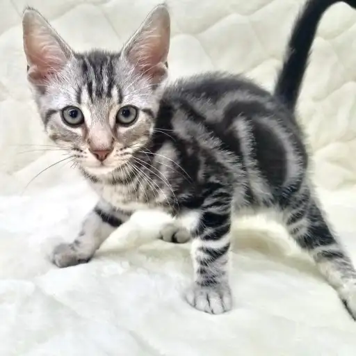 アメリカンショートヘア