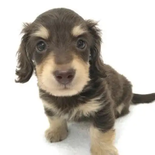 カニンヘン・ダックスフント