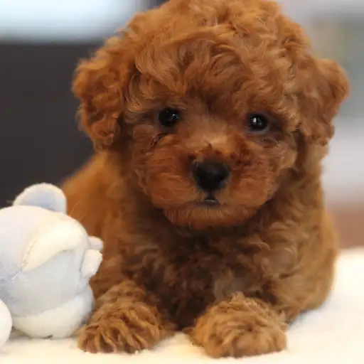 トイ・プードル