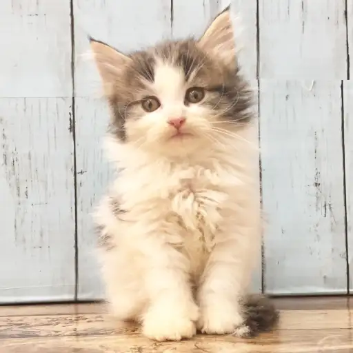 ノルウェージャンフォレストキャット