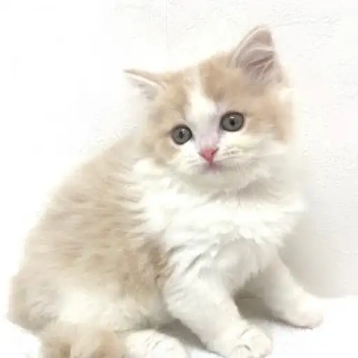 スコティッシュフォールド