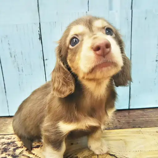 ミニチュア・ダックスフント