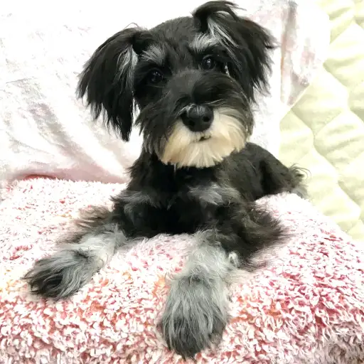 ミニチュア・シュナウザー