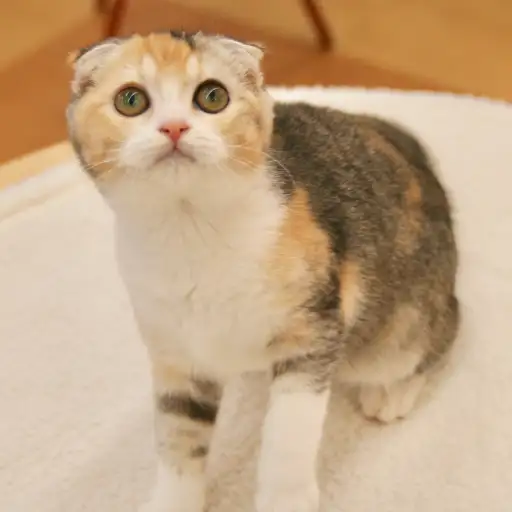 スコティッシュフォールド