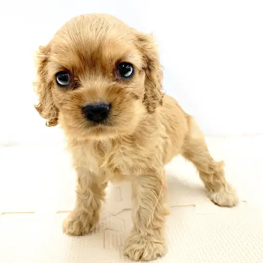 アメリカンコッカースパニエル