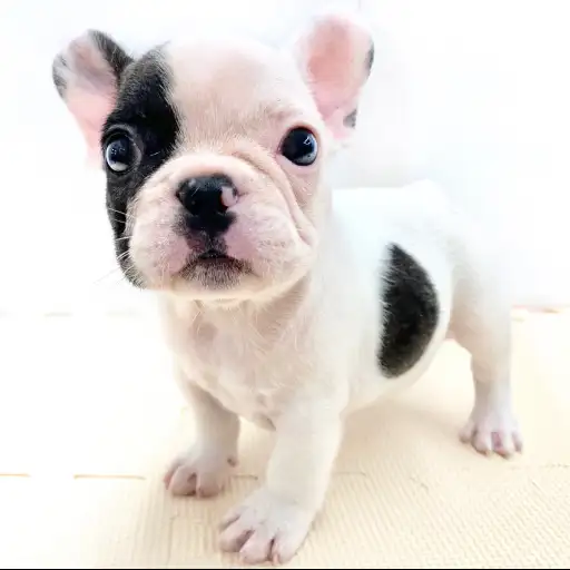 フレンチブルドッグ