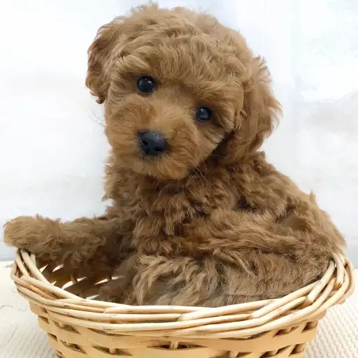 トイ・プードル