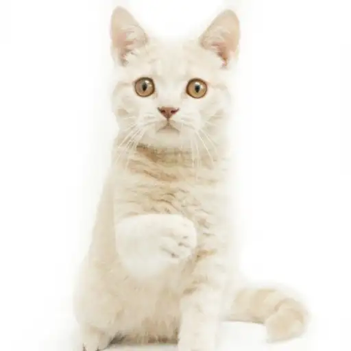 ブリティッシュショートヘア