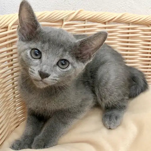 ロシアンブルー