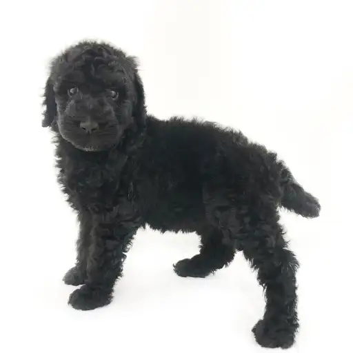 スタンダード・プードル