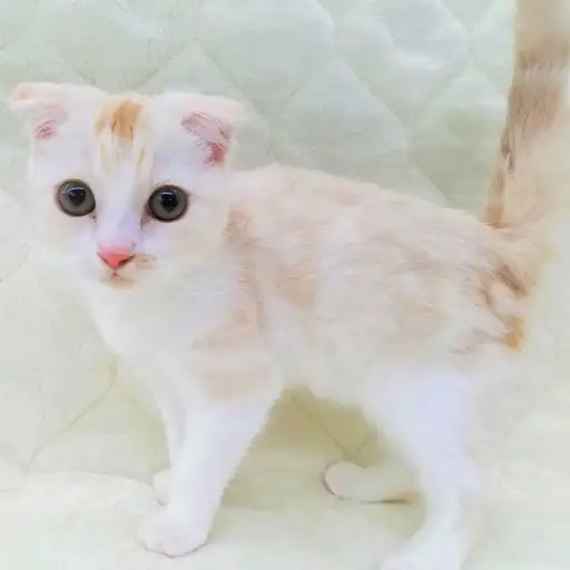 スコティッシュフォールド