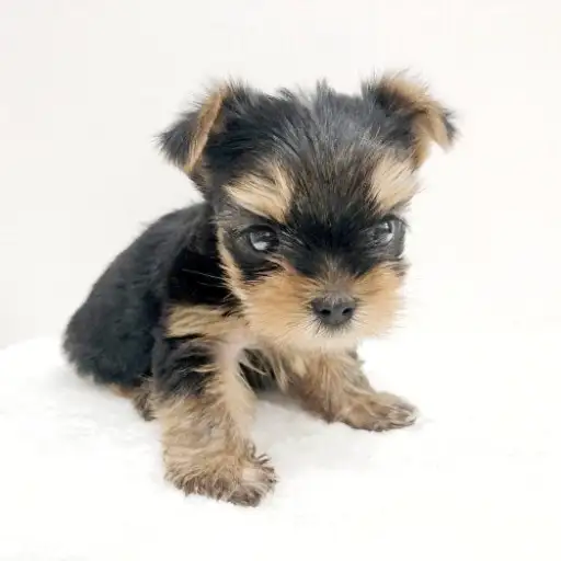 ヨークシャーテリア