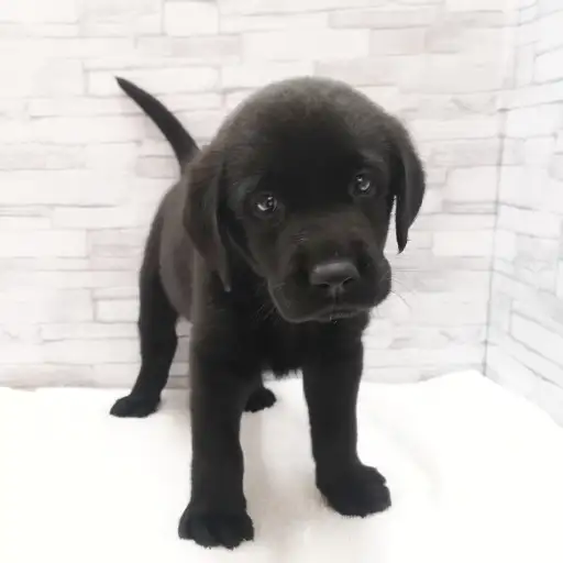 ラブラドールレトリバー