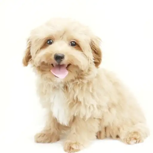 MIX（チワワ×トイプードル）