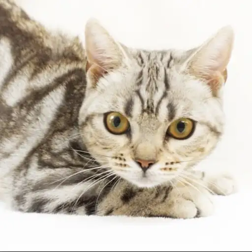 アメリカンショートヘア