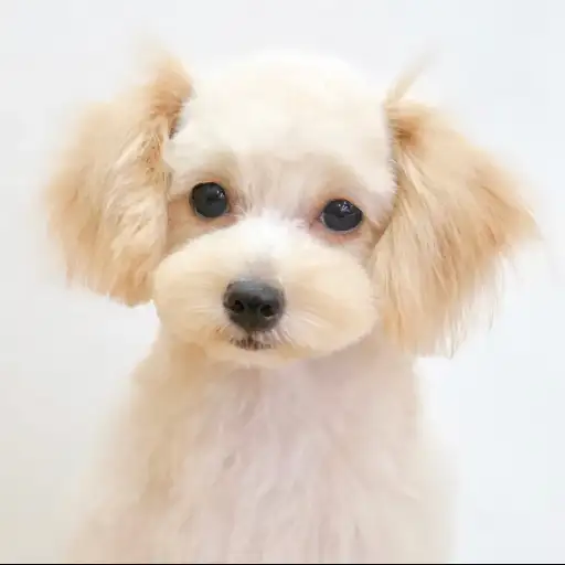 MIX（チワワ×トイプードル）