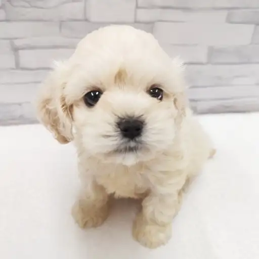 MIX（マルチーズ×アメリカンコッカースパニエル）