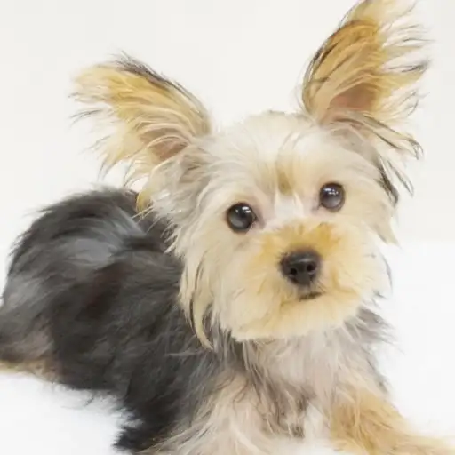 ヨークシャーテリア