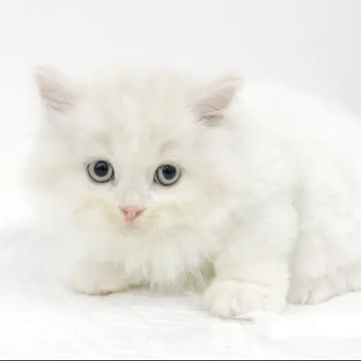 スコティッシュフォールド