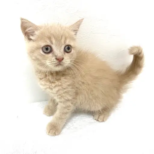 ブリティッシュショートヘア