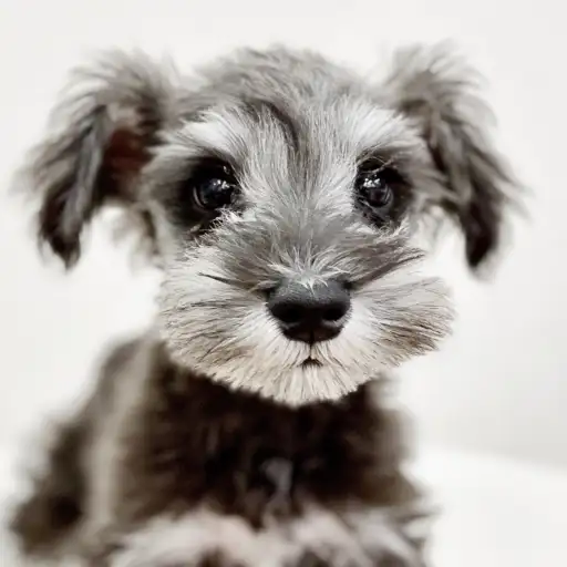 ミニチュア・シュナウザー