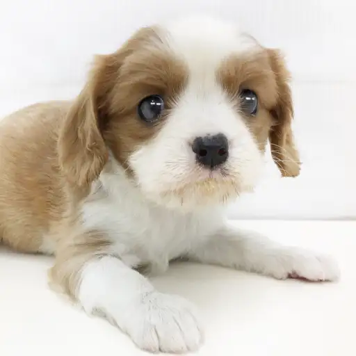 キャバリア・キングチャールズ・スパニエル