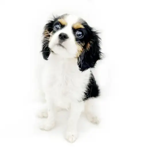 キャバリア・キングチャールズ・スパニエル