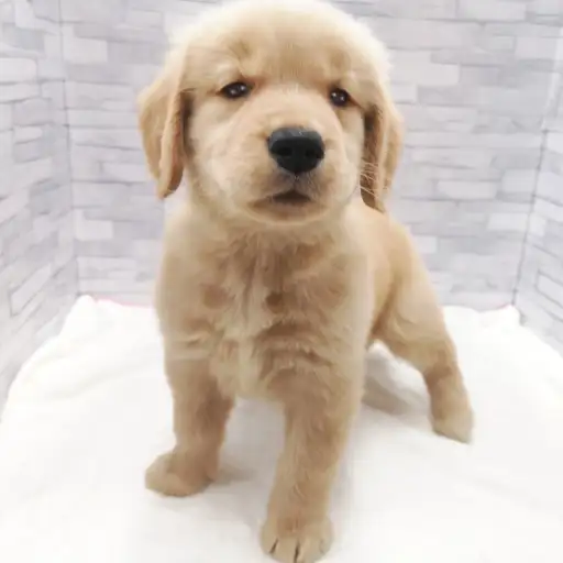 ゴールデンレトリバー