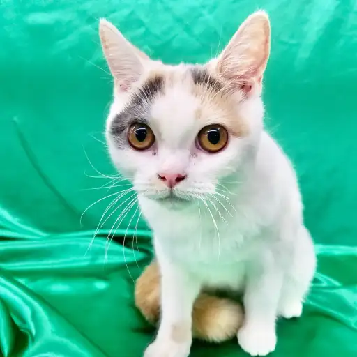 スコティッシュフォールド