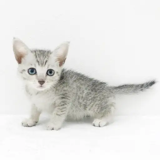 エジプシャンマウ