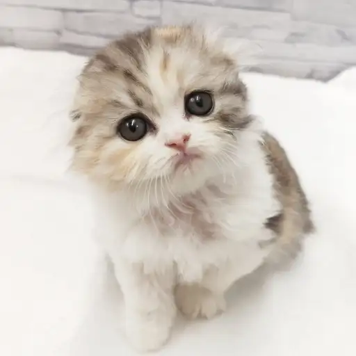 スコティッシュフォールド