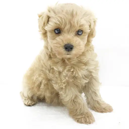 MIX（トイプードル×マルチーズ）