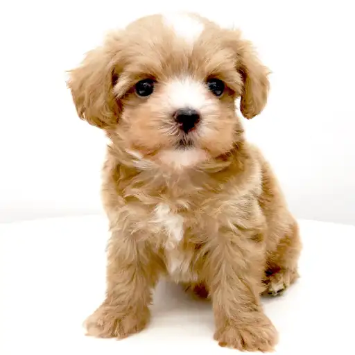 MIX（マルチーズ×トイプードル）