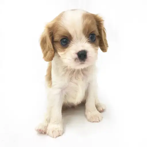 キャバリア・キングチャールズ・スパニエル