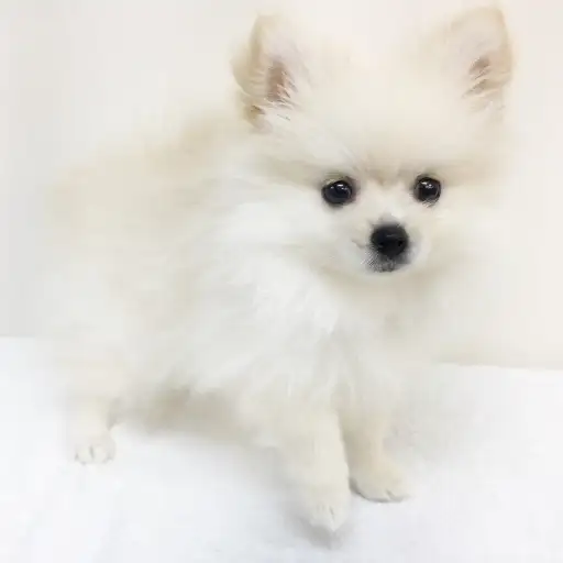 ポメラニアン