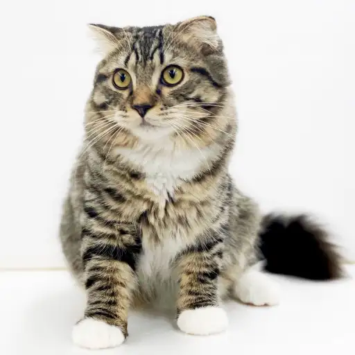 スコティッシュフォールド