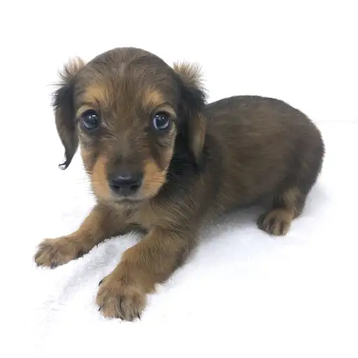 カニンヘン・ダックスフント