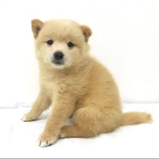 MIX（ポメラニアン×豆柴）