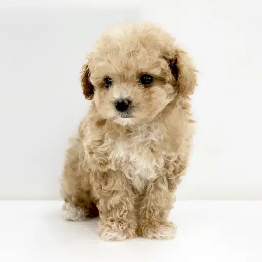 MIX（トイプードル×マルチーズ）