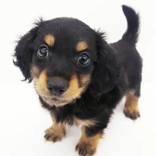 カニンヘン・ダックスフント