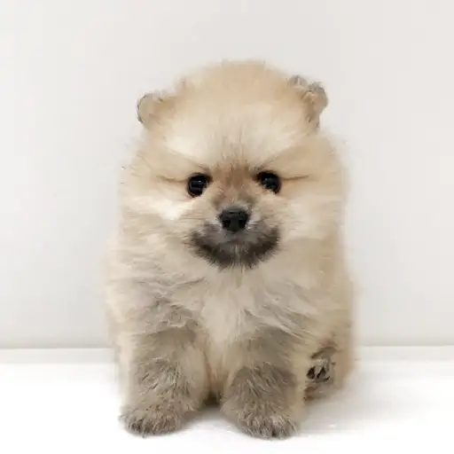 ポメラニアン