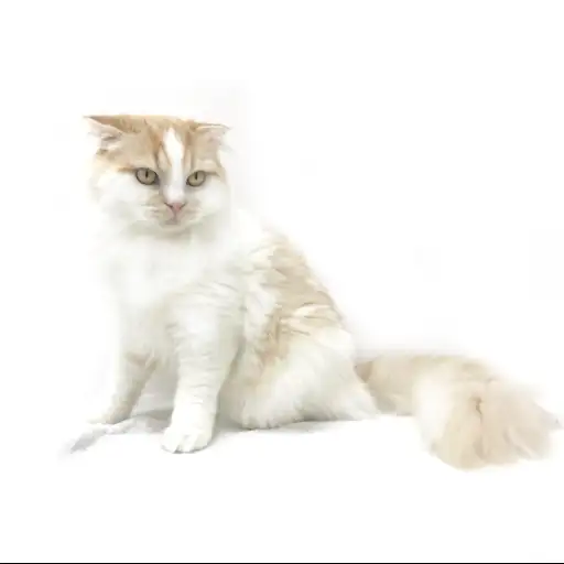 スコティッシュフォールド