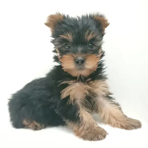 ヨークシャーテリア