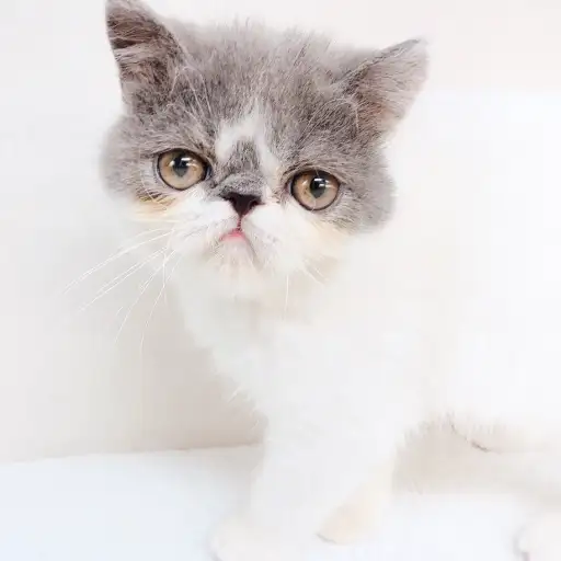 エキゾチックショートヘア