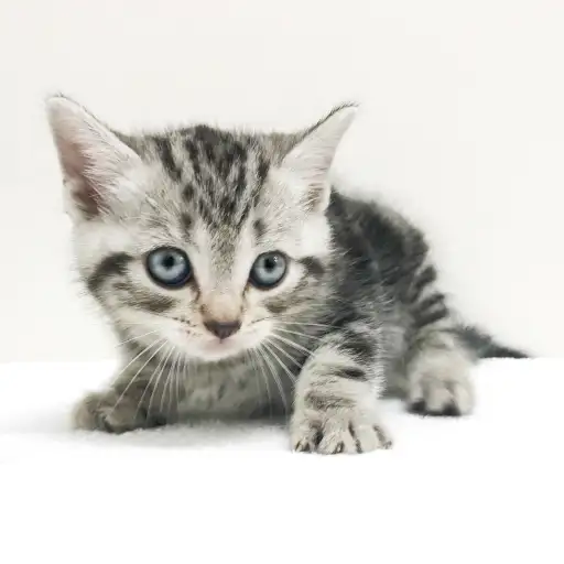 アメリカンショートヘア