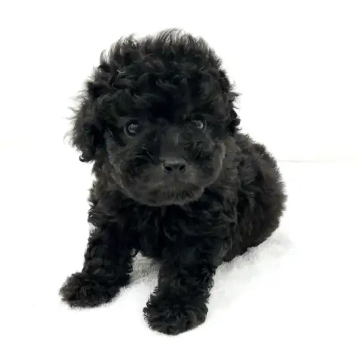 トイ・プードル