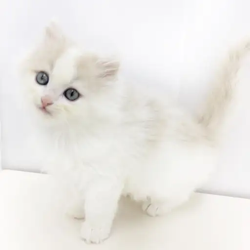 ノルウェージャンフォレストキャット