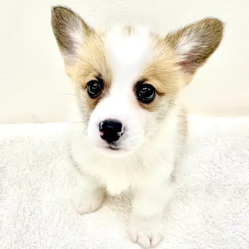 ウェルシュコーギーペンブローク